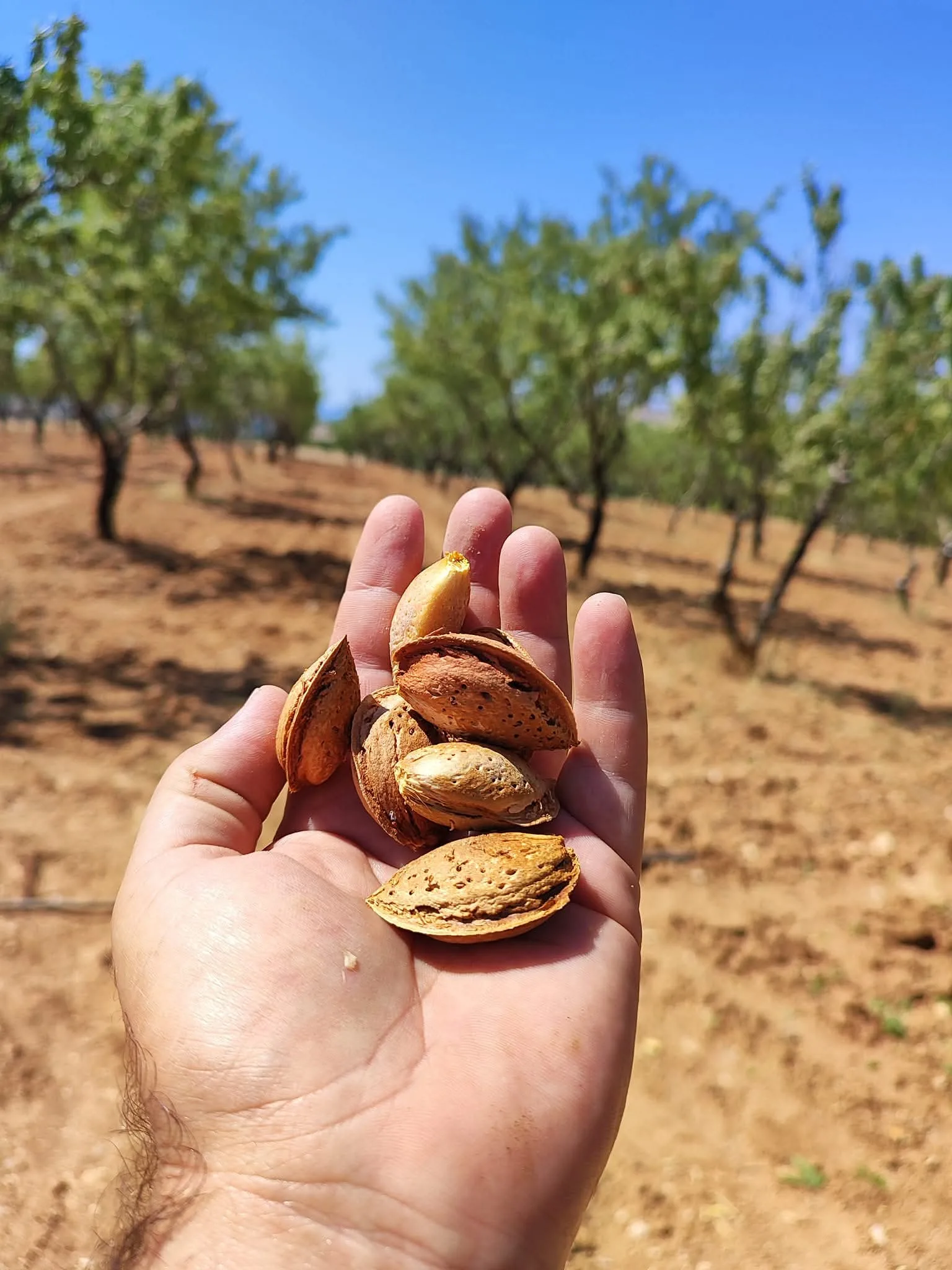 Almonds Almond Harvest