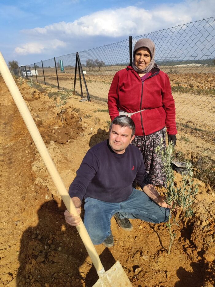 Olive Tree Plantation